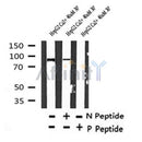 AF7389 at 1/100 staining human kidney tissue sections by IHC-P. The tissue was formaldehyde fixed and a heat mediated antigen retrieval step in citrate buffer was performed. The tissue was then blocked and incubated with the antibody for 1.5 hours at 22¡ãC. An HRP conjugated goat anti-rabbit antibody was used as the secondary