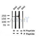 Western blot analysis of Phospho-NuMA (Ser169) in lysates of K562?, using Phospho-NuMA (Ser169) Antibody(AF7390).