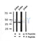 AF7392 at 1/100 staining human liver tissue sections by IHC-P. The tissue was formaldehyde fixed and a heat mediated antigen retrieval step in citrate buffer was performed. The tissue was then blocked and incubated with the antibody for 1.5 hours at 22¡ãC. An HRP conjugated goat anti-rabbit antibody was used as the secondary