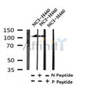 AF7393 at 1/100 staining human liver tissue sections by IHC-P. The tissue was formaldehyde fixed and a heat mediated antigen retrieval step in citrate buffer was performed. The tissue was then blocked and incubated with the antibody for 1.5 hours at 22¡ãC. An HRP conjugated goat anti-rabbit antibody was used as the secondary