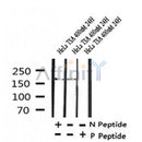 AF7394 at 1/100 staining human liver tissue sections by IHC-P. The tissue was formaldehyde fixed and a heat mediated antigen retrieval step in citrate buffer was performed. The tissue was then blocked and incubated with the antibody for 1.5 hours at 22¡ãC. An HRP conjugated goat anti-rabbit antibody was used as the secondary