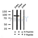 AF7396 at 1/100 staining rat liver tissue sections by IHC-P. The tissue was formaldehyde fixed and a heat mediated antigen retrieval step in citrate buffer was performed. The tissue was then blocked and incubated with the antibody for 1.5 hours at 22¡ãC. An HRP conjugated goat anti-rabbit antibody was used as the secondary