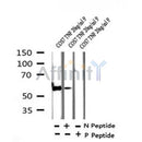 Western blot analysis of Phospho-GRK1 (Ser21) in lysates of COS7 TNF 20ng/ml 5', using Phospho-GRK1 (Ser21) Antibody(AF7399).