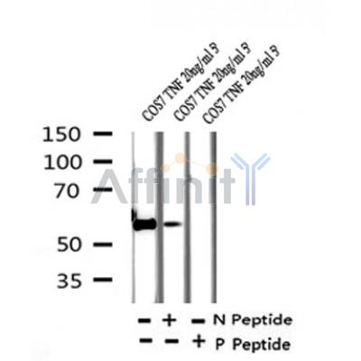 Western blot analysis of Phospho-GRK1 (Ser21) in lysates of COS7 TNF 20ng/ml 5', using Phospho-GRK1 (Ser21) Antibody(AF7399).