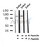 AF7400 at 1/100 staining human liver tissue sections by IHC-P. The tissue was formaldehyde fixed and a heat mediated antigen retrieval step in citrate buffer was performed. The tissue was then blocked and incubated with the antibody for 1.5 hours at 22¡ãC. An HRP conjugated goat anti-rabbit antibody was used as the secondary