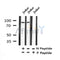 AF7401 at 1/100 staining human liver tissue sections by IHC-P. The tissue was formaldehyde fixed and a heat mediated antigen retrieval step in citrate buffer was performed. The tissue was then blocked and incubated with the antibody for 1.5 hours at 22¡ãC. An HRP conjugated goat anti-rabbit antibody was used as the secondary