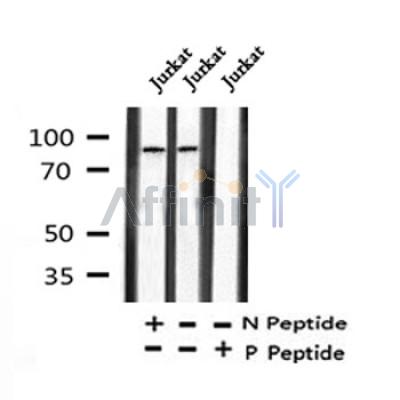 AF7401 at 1/100 staining human liver tissue sections by IHC-P. The tissue was formaldehyde fixed and a heat mediated antigen retrieval step in citrate buffer was performed. The tissue was then blocked and incubated with the antibody for 1.5 hours at 22¡ãC. An HRP conjugated goat anti-rabbit antibody was used as the secondary