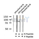 AF7402 at 1/100 staining human liver tissue sections by IHC-P. The tissue was formaldehyde fixed and a heat mediated antigen retrieval step in citrate buffer was performed. The tissue was then blocked and incubated with the antibody for 1.5 hours at 22¡ãC. An HRP conjugated goat anti-rabbit antibody was used as the secondary