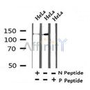 AF7406 at 1/100 staining human liver tissue sections by IHC-P. The tissue was formaldehyde fixed and a heat mediated antigen retrieval step in citrate buffer was performed. The tissue was then blocked and incubated with the antibody for 1.5 hours at 22¡ãC. An HRP conjugated goat anti-rabbit antibody was used as the secondary