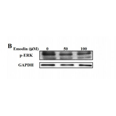 Emodin targets mitochondrial cyclophilin D to induce apoptosis in HepG2 cells Ling Zhang, Dian He, Kun Li, Hongli Liu, Baitao Wang, Lifang Zheng*, Jiazhong Li