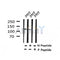 AF7408 at 1/100 staining human liver tissue sections by IHC-P. The tissue was formaldehyde fixed and a heat mediated antigen retrieval step in citrate buffer was performed. The tissue was then blocked and incubated with the antibody for 1.5 hours at 22¡ãC. An HRP conjugated goat anti-rabbit antibody was used as the secondary