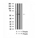 AF7412 at 1/100 staining human liver tissue sections by IHC-P. The tissue was formaldehyde fixed and a heat mediated antigen retrieval step in citrate buffer was performed. The tissue was then blocked and incubated with the antibody for 1.5 hours at 22¡ãC. An HRP conjugated goat anti-rabbit antibody was used as the secondary