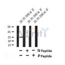AF7413 at 1/100 staining human liver tissue sections by IHC-P. The tissue was formaldehyde fixed and a heat mediated antigen retrieval step in citrate buffer was performed. The tissue was then blocked and incubated with the antibody for 1.5 hours at 22¡ãC. An HRP conjugated goat anti-rabbit antibody was used as the secondary