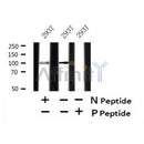AF7421 at 1/100 staining mouse kidney tissue sections by IHC-P. The tissue was formaldehyde fixed and a heat mediated antigen retrieval step in citrate buffer was performed. The tissue was then blocked and incubated with the antibody for 1.5 hours at 22¡ãC. An HRP conjugated goat anti-rabbit antibody was used as the secondary