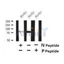 Western blot analysis of Phospho-SSH3 (Ser9) in lysates of HuvEc, using Phospho-SSH3 (Ser9) Antibody(AF7424).