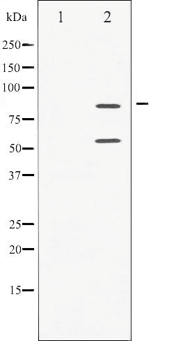 AF3242 staining COS7 by IF/ICC. The sample were fixed with PFA and permeabilized in 0.1% Triton X-100,then blocked in 10% serum for 45 minutes at 25¡ãC. The primary antibody was diluted at 1/200 and incubated with the sample for 1 hour at 37¡ãC. An  Alexa Fluor 594 conjugated goat anti-rabbit IgG (H+L) Ab, diluted at 1/600, was used as the secondary antibod