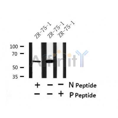 AF7430 at 1/100 staining rat liver tissue sections by IHC-P. The tissue was formaldehyde fixed and a heat mediated antigen retrieval step in citrate buffer was performed. The tissue was then blocked and incubated with the antibody for 1.5 hours at 22¡ãC. An HRP conjugated goat anti-rabbit antibody was used as the secondary