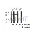 Western blot analysis of Phospho-DNAJC2/MPP11 (Ser49) in lysates of HeLa?, using Phospho-DNAJC2/MPP11 (Ser49) Antibody(AF7434).