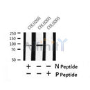 Western blot analysis of Phospho-CDCP1 (Tyr734) in lysates of COLO205, using Phospho-CDCP1 (Tyr734) Antibody(AF7437).