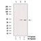 AF3243 staining K562 by IF/ICC. The sample were fixed with PFA and permeabilized in 0.1% Triton X-100,then blocked in 10% serum for 45 minutes at 25¡ãC. The primary antibody was diluted at 1/200 and incubated with the sample for 1 hour at 37¡ãC. An  Alexa Fluor 594 conjugated goat anti-rabbit IgG (H+L) Ab, diluted at 1/600, was used as the secondary antibod