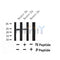 Western blot analysis of Phospho-LIN28A (Ser200) in lysates of Neuro-2a?, using Phospho-LIN28A (Ser200) Antibody(AF7438).