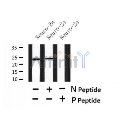 Western blot analysis of Phospho-LIN28A (Ser200) in lysates of Neuro-2a?, using Phospho-LIN28A (Ser200) Antibody(AF7438).