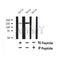 Western blot analysis of Phospho-LATS2 (Ser380) in lysates of HeLa?, using Phospho-LATS2 (Ser380) Antibody(AF7439).