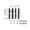 Western blot analysis of Phospho-LATS2 (Ser827) in lysates of HeLa?, using Phospho-LATS2 (Ser827) Antibody(AF7440).