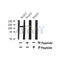 Western blot analysis of Phospho-perk (Ser555) in lysates of HepG2?, using Phospho-perk (Ser555) Antibody(AF7441).