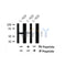Western blot analysis of Phospho-RIP3 ( Ser304 ) in lysates of L-929, using Phospho-RIP3 ( Ser304 ) Antibody(AF7442).