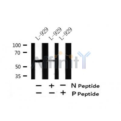 Western blot analysis of Phospho-RIP3 ( Ser304 ) in lysates of L-929, using Phospho-RIP3 ( Ser304 ) Antibody(AF7442).