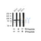 Western blot analysis of Phospho-TACC3 (Tyr560) in lysates of HeLa?, using Phospho-TACC3 (Tyr560) Antibody(AF7444).