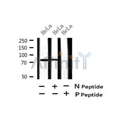 Western blot analysis of Phospho-TACC3 (Tyr560) in lysates of HeLa?, using Phospho-TACC3 (Tyr560) Antibody(AF7444).