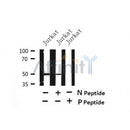 Western blot analysis of Phospho-CDC20 (Thr70) in lysates of Jurkat , using Phospho-CDC20 (Thr70) Antibody(AF7446).