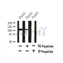 Western blot analysis of Phospho-KIF5B (Ser154) in lysates of HepG2?, using Phospho-KIF5B (Ser154) Antibody(AF7447).