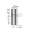 AF3244 staining RAW264.7 by IF/ICC. The sample were fixed with PFA and permeabilized in 0.1% Triton X-100,then blocked in 10% serum for 45 minutes at 25¡ãC. The primary antibody was diluted at 1/200 and incubated with the sample for 1 hour at 37¡ãC. An  Alexa Fluor 594 conjugated goat anti-rabbit IgG (H+L) Ab, diluted at 1/600, was used as the secondary antibod