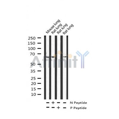 AF3244 staining RAW264.7 by IF/ICC. The sample were fixed with PFA and permeabilized in 0.1% Triton X-100,then blocked in 10% serum for 45 minutes at 25¡ãC. The primary antibody was diluted at 1/200 and incubated with the sample for 1 hour at 37¡ãC. An  Alexa Fluor 594 conjugated goat anti-rabbit IgG (H+L) Ab, diluted at 1/600, was used as the secondary antibod