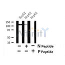 Western blot analysis of Phospho-Gli1 (Thr1074) in lysates of HepG2?, using Phospho-Gli1 (Thr1074) Antibody(AF7448).