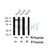 Western blot analysis of Phospho-Gli1 (Thr1074) in lysates of HepG2?, using Phospho-Gli1 (Thr1074) Antibody(AF7448).