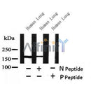 AF7449 at 1/100 staining human kidney tissue sections by IHC-P. The tissue was formaldehyde fixed and a heat mediated antigen retrieval step in citrate buffer was performed. The tissue was then blocked and incubated with the antibody for 1.5 hours at 22¡ãC. An HRP conjugated goat anti-rabbit antibody was used as the secondary