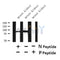 Western blot analysis of extracts of mouse kidney? tissue sample,using Phospho-Nephrin(Ser432) Antibody?.