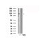 Western blot analysis of LGR5 in lysates of Hela?, using LGR5 Antibody(AF7530).