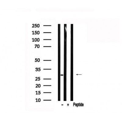 Western blot analysis of CDK20 in lysates of RAW264.7, using CDK20 Antibody(AF7533).