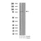 AF3245 staining 293 cells by IF/ICC. The sample were fixed with PFA and permeabilized in 0.1% Triton X-100,then blocked in 10% serum for 45 minutes at 25¡ãC. The primary antibody was diluted at 1/200 and incubated with the sample for 1 hour at 37¡ãC. An  Alexa Fluor 594 conjugated goat anti-rabbit IgG (H+L) antibody(Cat.