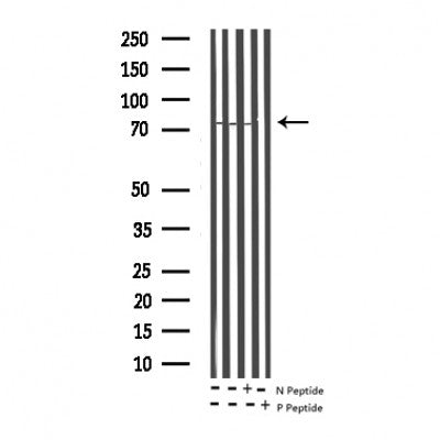 AF3245 staining 293 cells by IF/ICC. The sample were fixed with PFA and permeabilized in 0.1% Triton X-100,then blocked in 10% serum for 45 minutes at 25¡ãC. The primary antibody was diluted at 1/200 and incubated with the sample for 1 hour at 37¡ãC. An  Alexa Fluor 594 conjugated goat anti-rabbit IgG (H+L) antibody(Cat.
