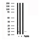 Western blot analysis of extracts of Mouse brain tissue sample,using FABP7 Antibody(AF7534).