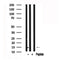 Western blot analysis of extracts of Mouse brain tissue sample,using FABP7 Antibody(AF7534).