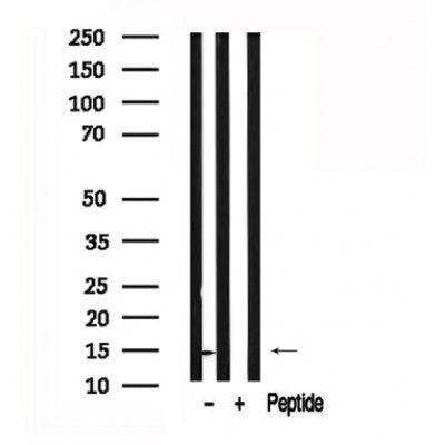 Western blot analysis of extracts of Mouse brain tissue sample,using FABP7 Antibody(AF7534).