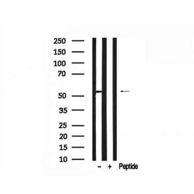 Western blot analysis of GDF9 in lysates of HL60?, using GDF9 Antibody(AF7535).