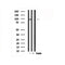 Western blot analysis of CUL4A in lysates of HeLa?, using CUL4A Antibody(AF7538).